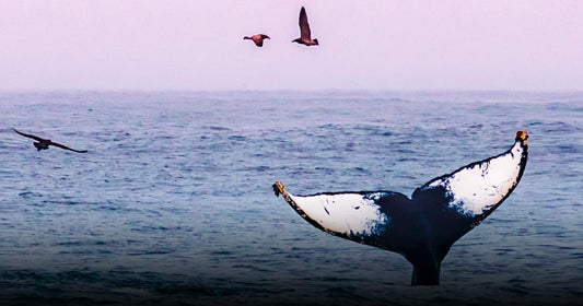 Conserving Guerrero's oceans