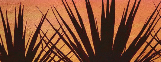 Altos Planos Becomes First Agave Spirits Producer to Recertify as B Corp