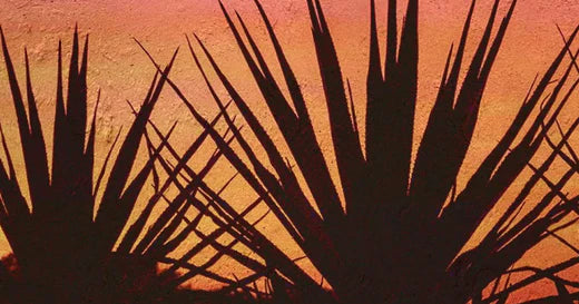 Mijenta Releases Second Annual Sustainability Report