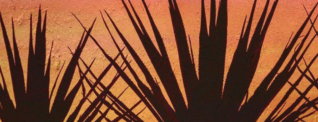 Altos Planos Becomes First Agave Spirits Producer to Recertify as B Corp